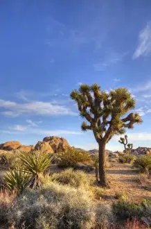 Joshua Tree Prints: Joshua Tree NP, Joshua tree and granite rock formations