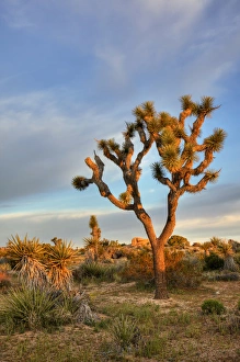 Images Dated 11th April 2011: Joshua Tree NP, Joshua tree at sunrise