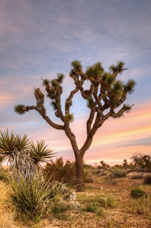 Joshua Tree Prints: Joshua Tree NP, Joshua tree at sunrise