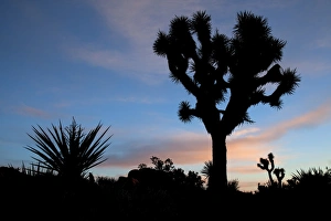 Images Dated 9th April 2011: Joshua Tree NP, Joshua tree at sunrise