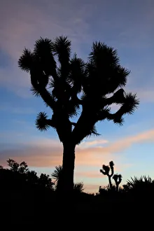 Images Dated 9th April 2011: Joshua Tree NP, Joshua tree at sunrise