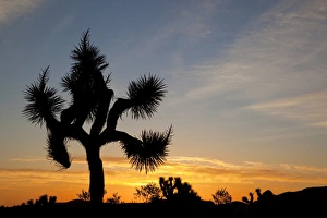 Joshua Tree NP, Joshua tree at sunrise