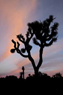 Images Dated 11th April 2011: Joshua Tree NP, Joshua tree at sunrise