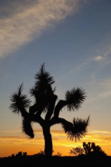Images Dated 11th April 2011: Joshua Tree NP, Joshua tree at sunrise