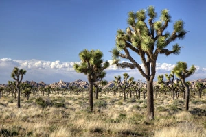 Joshua Tree Prints: Joshua Tree NP, Joshua trees