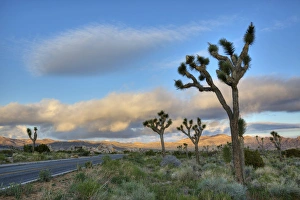 Images Dated 8th April 2011: Joshua Tree NP, Joshua trees and road