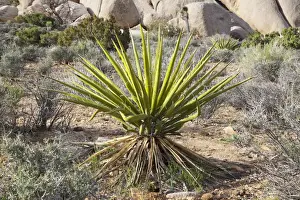 Public Lands Prints: Joshua Tree NP, Mojave yucca plant with granite rock formation