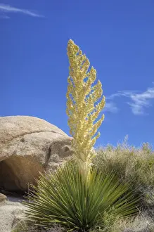 Images Dated 8th April 2011: Joshua Tree NP, Parrys Nolina plant with granite rock formation