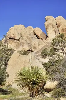 Joshua Tree Prints: Joshua Tree NP, Parrys Nolina plant with granite rock formation
