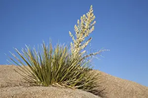 Images Dated 10th April 2011: Joshua Tree NP, Parrys Nolina plant with granite rock formation