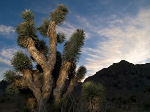 Las Vegas Prints: Joshua Tree in Red Rock Canyon Conservation Area, Nevada; sunset