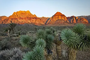 Joshua Tree Prints: Joshua tree, Yucca brevifolia and sunset on red rocks, Valley of Fire State Park, Nevada