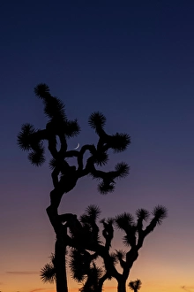 Crescent Moon Prints: Joshua Trees with crescent moon near sunset in Joshua Tree National Park, California, USA