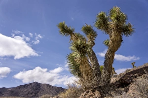 Images Dated 26th March 2012: Joshua Trees, Death Valley National Park, California