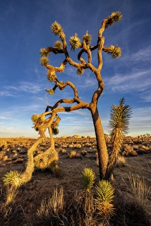 New Images March 2025 Part 2 Prints: Joshua Trees near sunset in Joshua Tree National Park, California, USA