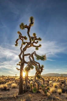 New Images March 2025 Part 2 Prints: Joshua Trees near sunset in Joshua Tree National Park, California, USA