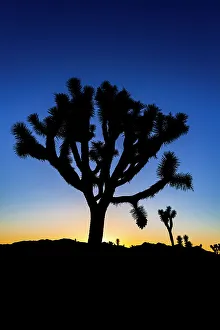 Joshua Tree Prints: Joshua trees at sunset, Joshua Tree National Park, California, USA