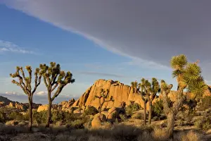Images Dated 28th February 2015: Joshua Trees in sunset light in Joshua Tree National Park, California, USA