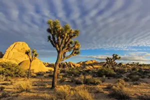 Joshua Tree Prints: Joshua Trees in sunset light in Joshua Tree National Park, California, USA