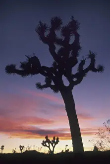 Kevin Schafer Prints: Joshua Trees at sunset (Yucca brevifolia) Hidden Valley, Joshua Tree National Park