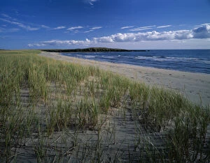 Images Dated 3rd November 2004: J.T. Chessman Provincial Park, Dune grass growing on the sandy beach, Newfoundland