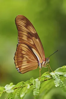 Images Dated 25th July 2004: Julia butterfly, Dryas julia