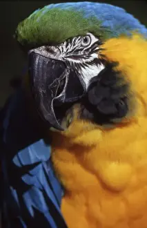 Sacramento Prints: Julio the Blue and Yellow Macaw (Ara ararauna); born and raised at the Sacramento Zoo