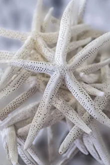 Still Life Prints: Jumbo White Spider Star, USA
