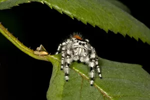 Images Dated 5th September 2006: Jumping Spider Metaphidippus sp. Southern California