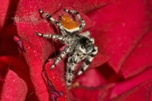 Jumping Spider, Metaphidippus sp. Southern California