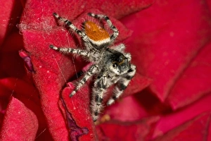 Images Dated 5th September 2006: Jumping Spider, Metaphidippus sp. Southern California