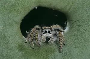 Spider Prints: Jumping Spider, Salticidae, adult on Texas Prickly Pear Cactus (Opuntia lindheimeri)