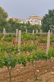 Images Dated 13th May 2009: Junding winery, near Penglai, Shandong Province, China, Asia