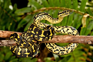 Vertebrate Prints: Jungle Carpet Python, Morelia spilotes variegata, Native to Australia and New Guinea