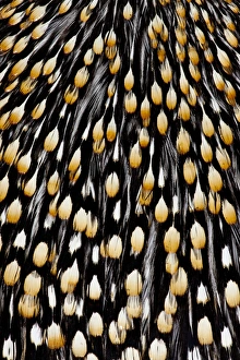 Images Dated 17th April 2010: Jungle Cock feathers