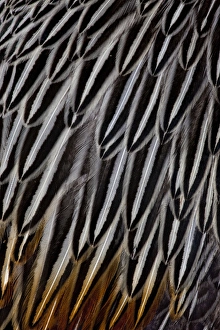 Lines Prints: Jungle Cock feathers