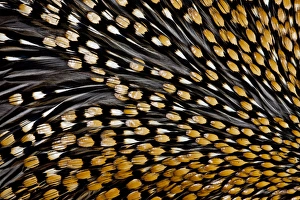 Jungle Cock feathers