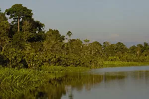 Images Dated 27th April 2007: Jungle lake close to Yasuni National Park. Napo River Amazon Rain Forest. ECUADOR
