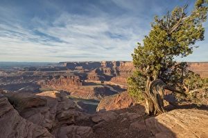 Plateau Prints: Juniper Tree, Dead Horse Point State Park