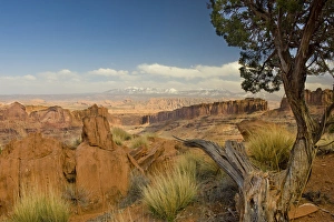 Long Canyon Prints: Juniper Tree and Rock, Lasal Mountains in distance, Long Canyon, Blm Land near Moab, Utah