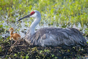 Wetlands Prints: Just hatched, Sandhill crane on nest with first colt, Grus canadensis, Florida, wild