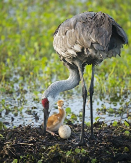 Just hatched, Sandhill crane rotating second egg, first colt, Grus canadensis, Florida