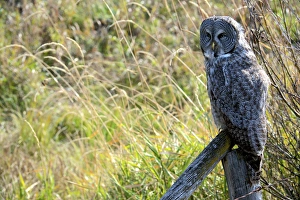 Intense Prints: A juvenal Great Grey Owl, the largest owl in the world, is distributed ac ross