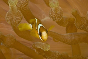 Images Dated 16th March 2004: Juvenile Anemonefish (Amphiprion chrysopterus), Banda Sea, Indonesia (RF)