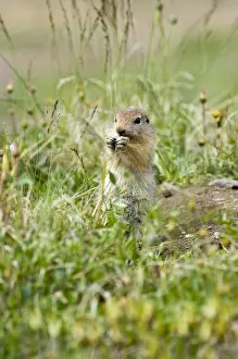 Images Dated 29th June 2006: Juvenile Arctic Ground Squirrel Feeding (Spermophilus parryii) - Arctic National Wildlife Refuge