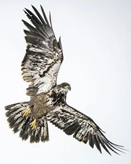 Juvenile Prints: Juvenile Bald Eagle flying above
