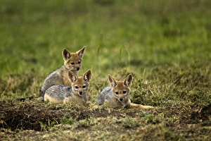 Images Dated 2nd September 2011: Juvenile Black-backed Jackal, Masai Mara, Kenya, Africa