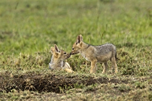 Images Dated 2nd September 2011: Juvenile Black-backed Jackal, Masai Mara, Kenya, Africa