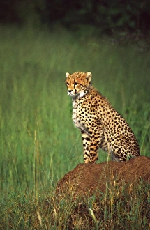 Cheetah Prints: Juvenile Cheetah on the Look Out, Acinonyx jubatus, Tanzania Africa 2005