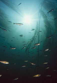 Kelp Prints: Juvenile Copper Rockfish hiding among